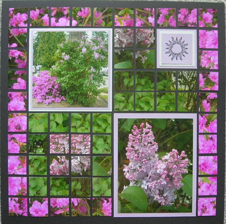 Mosaic layout of Lilac/azalea bushes
