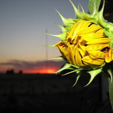 Blooming sunflower with sunset