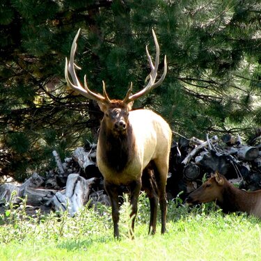 Mountain Elk