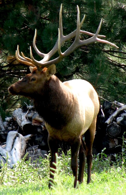 Elk pic #2