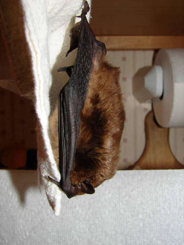 Smokey the Big Brown Bat