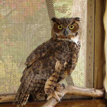 Journey the Great Horned Owl