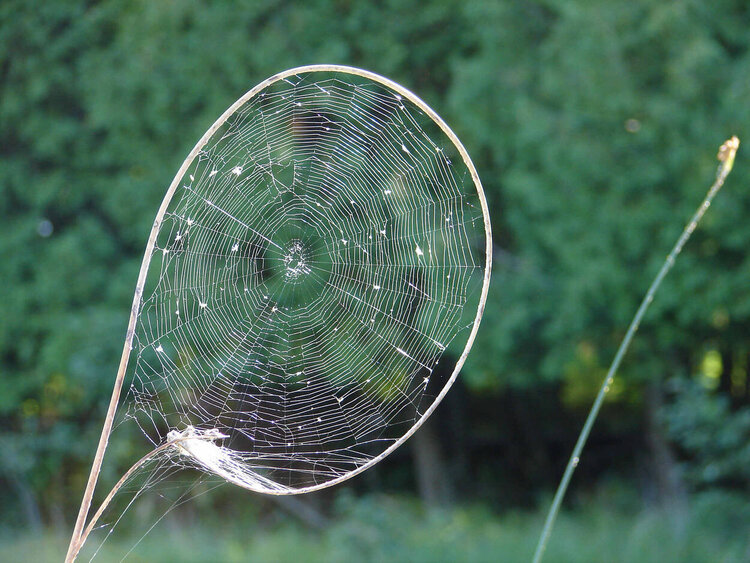 2nd Spider web