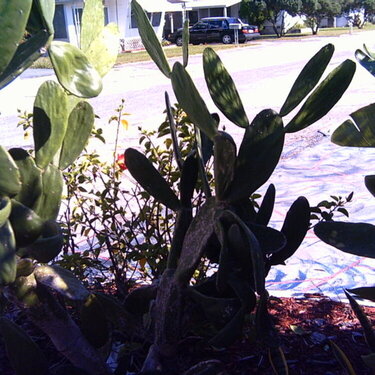 7-Cactus