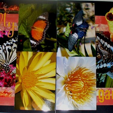 Butterfly Garden (Aidan&#039;s)