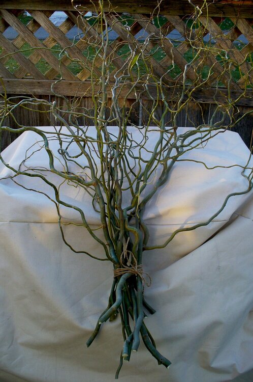 Curly Willow Bunches