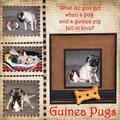Guinea Pugs