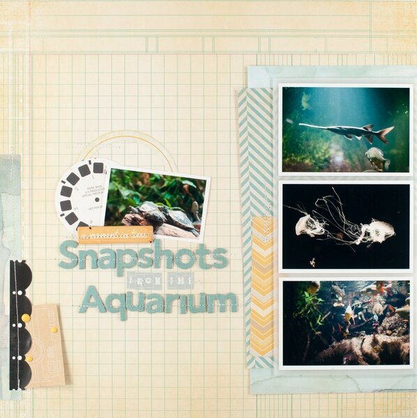 Focus on Photos : Snapshots from the Aquarium