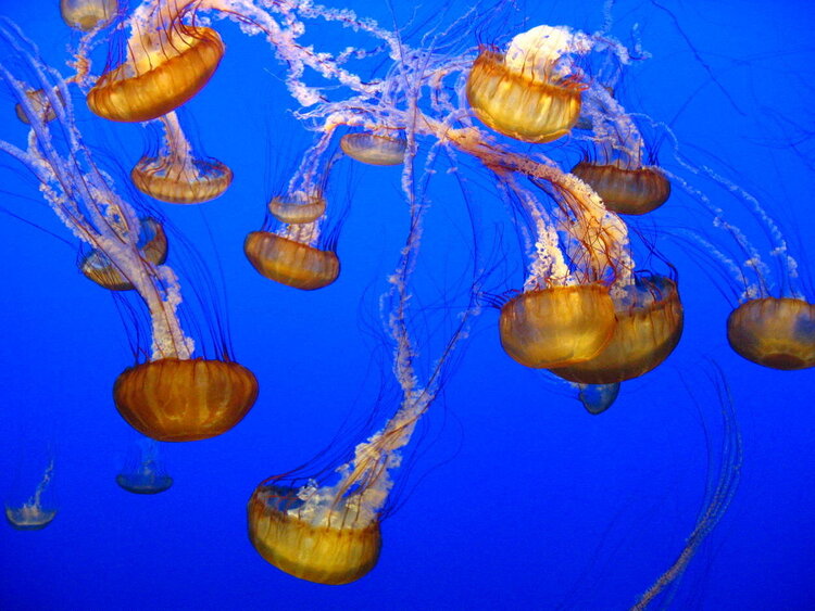 Jellies - Monterey Bay, CA. Aquarium