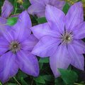 Purple Clematis