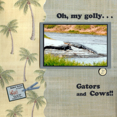 Oh, my golly . . . Gators and cows!!