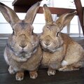 Mary's bunnies