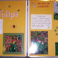 My Tulips