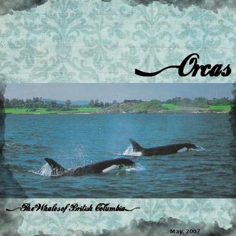 Orcas..The Whales of B C