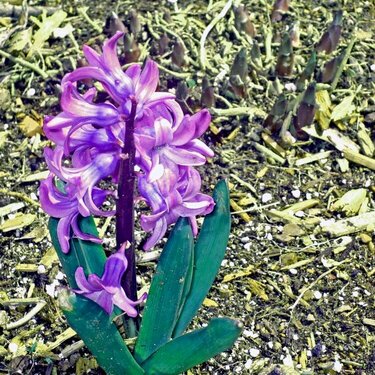 Purple Flower - 8 points