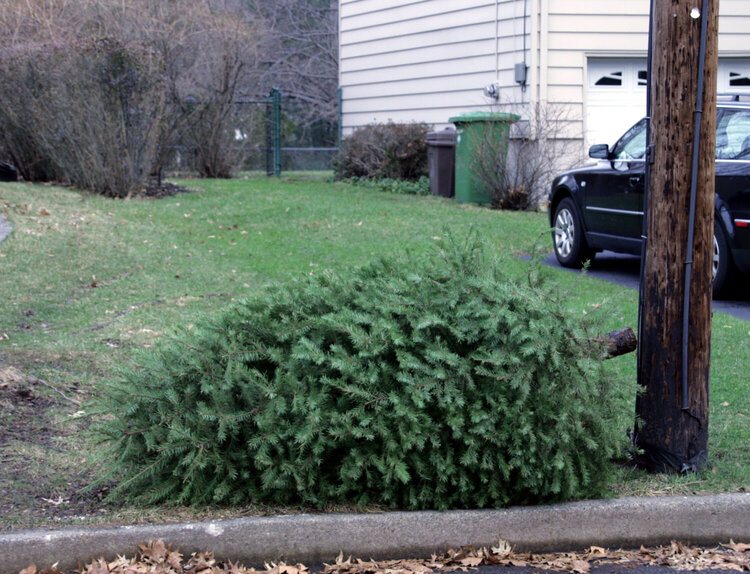 January 9 - Holiday Tumbleweed