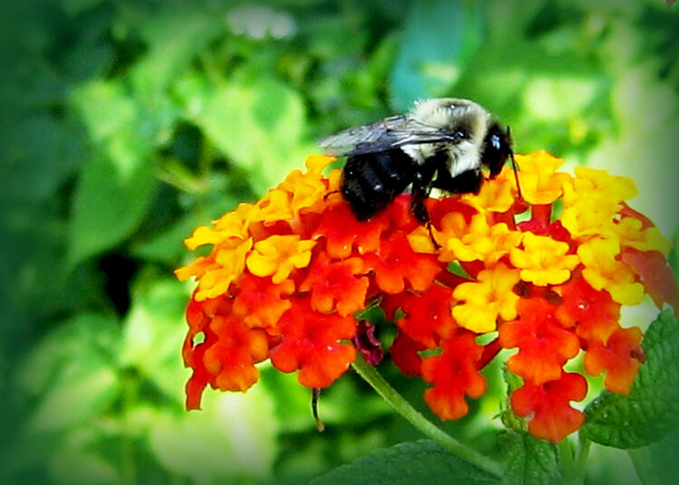 August 9 - Bee on Lanatana