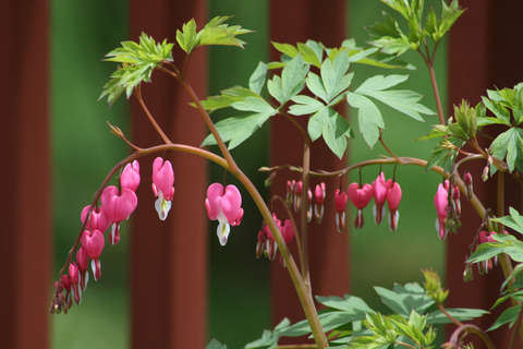 Bleeding hearts