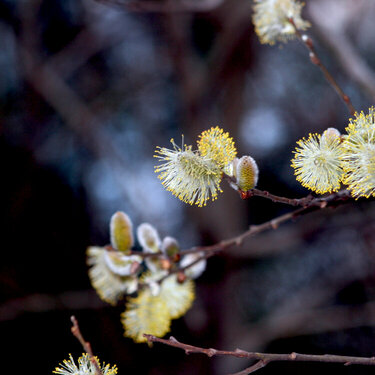 April 18 - Buds