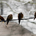 January 5 - COLD birds