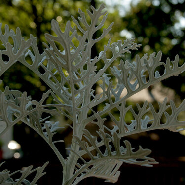 October 22 - Dusty Miller