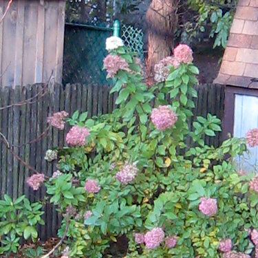 November 2 - Fall Flowering