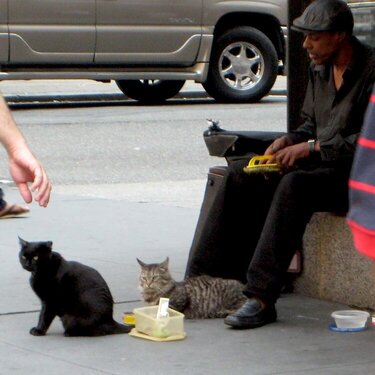 August 20 - Homeless cats?
