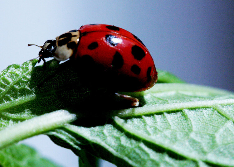 July 12 - Ladybug