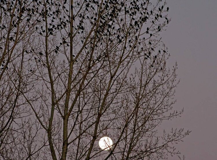 January 2 - Night Night Birdies