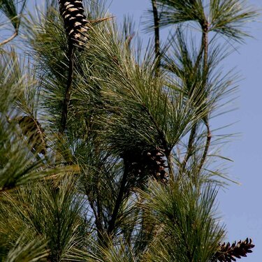 view 4 - pine cones
