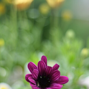 May 5 - Purple bloom