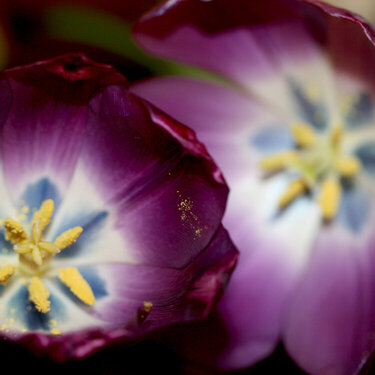 April 5 - purple tulips