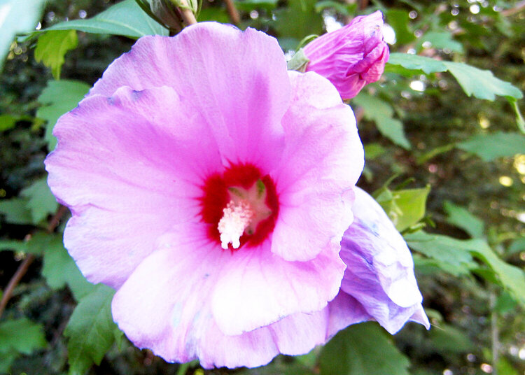 8-15 Rose of Sharon