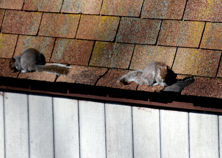 March 21 - Squirrel Nap