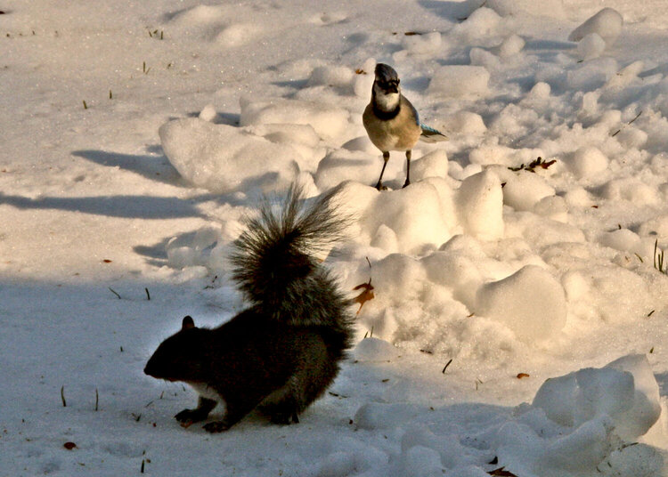 December 22 - the squirrel and the jay