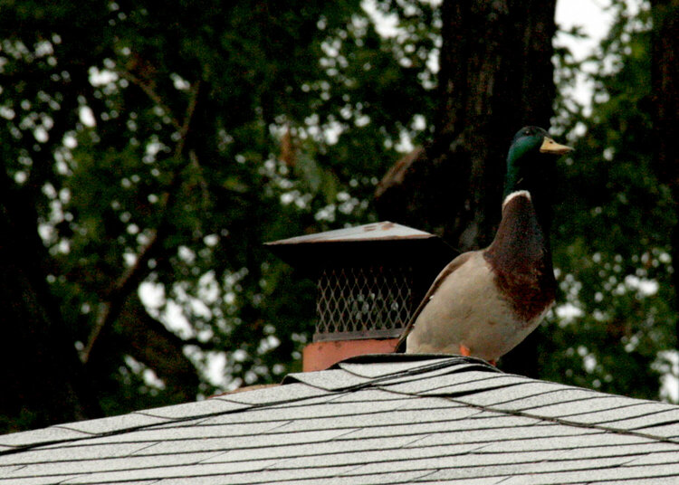 May 15 - Zack the roof ornament