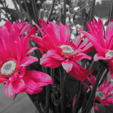 Color accent pink