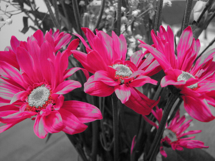 Color accent pink