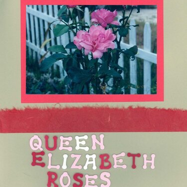 My Queen Elizabeth Roses