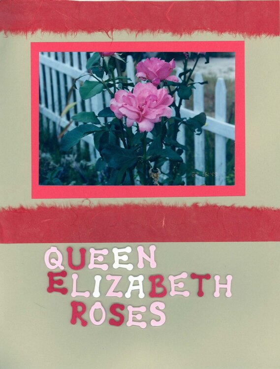 My Queen Elizabeth Roses