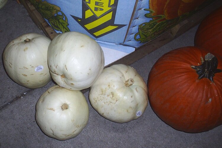 2008-10 #08. White Pumpkins (9 pts)