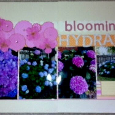 Blooming Hydrangeas