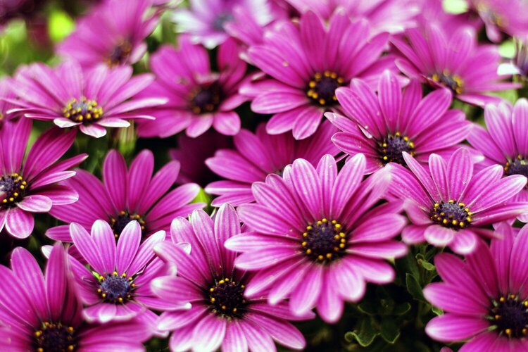 Purple Daisies