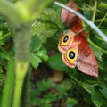 Eye Moth