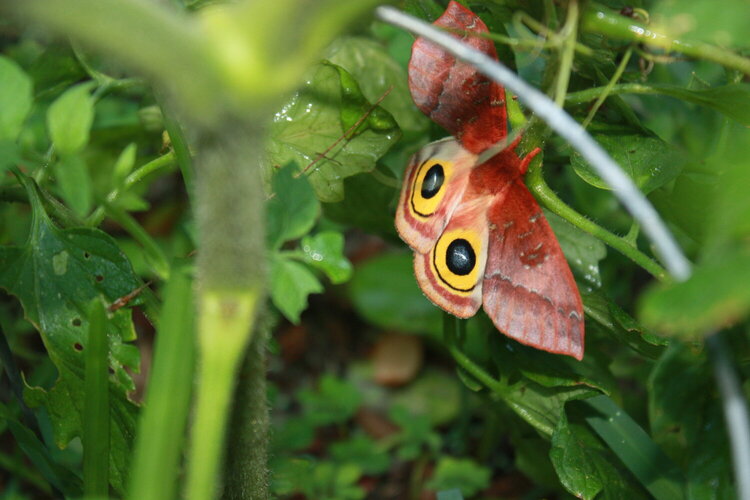 Eye Moth