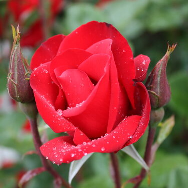Red Beauty Rose