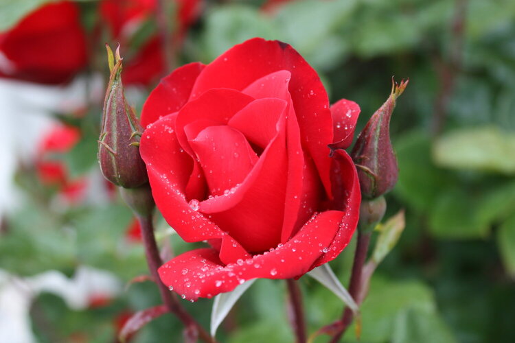 Red Beauty Rose
