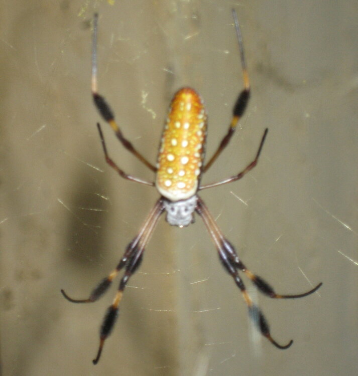 Banana Spider