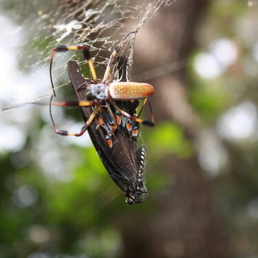Banana Spider with Lunch