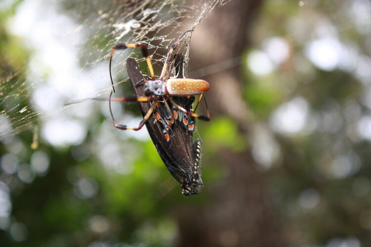 Banana Spider with Lunch